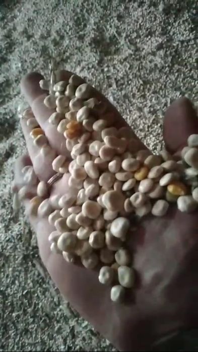 Ячмень.Платный чат!Все корма.