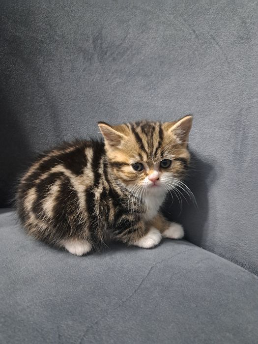 Котёнок британский