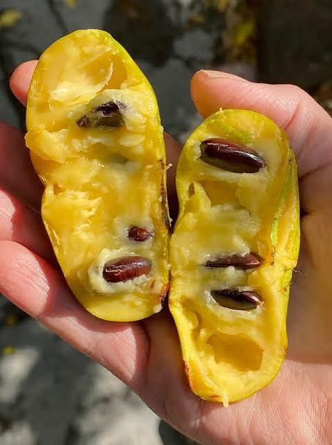 Banana nordului ( pawpaws)