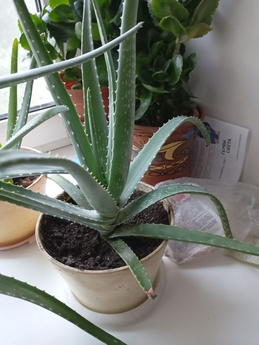 Комнатные цветы Алоэ Вера.