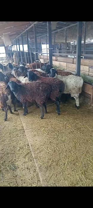 Ургашы токтылар сатылады