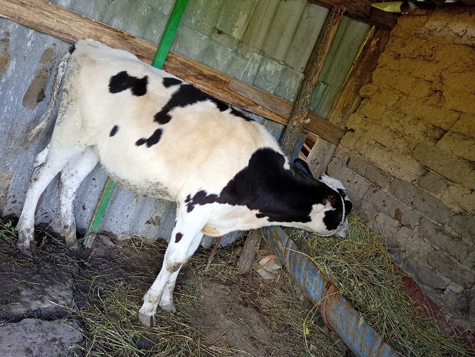 Vând vițea din rasa buna de lapte.pentru detalii 0752052018