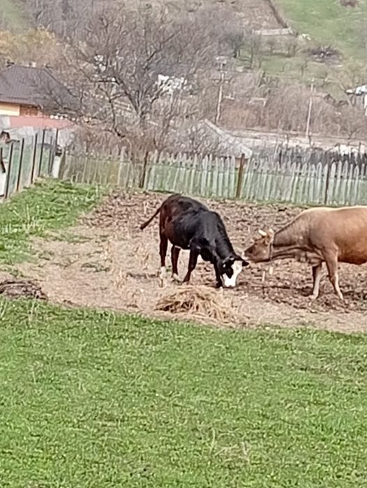 Junică de 1 an foarte îngrijită