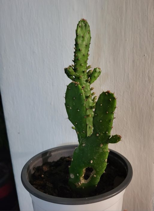 Cactusi Opuntia (limbă de soacră)