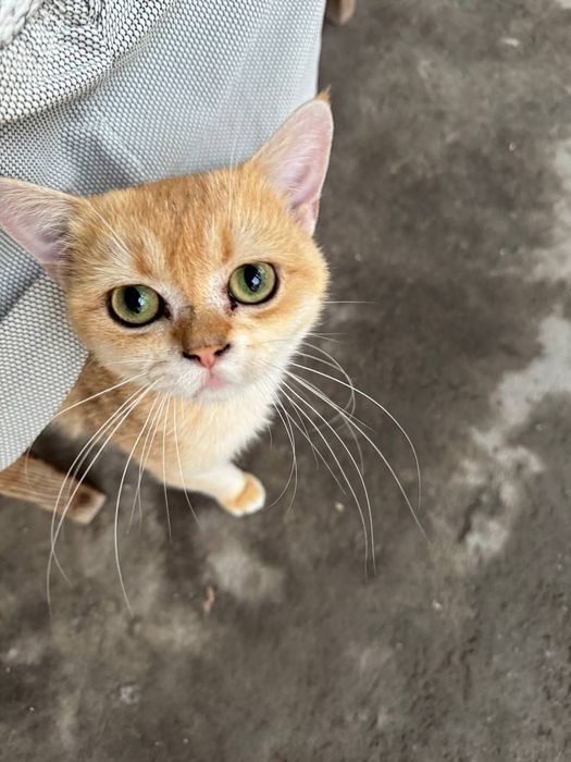 Золотая британская шиншила