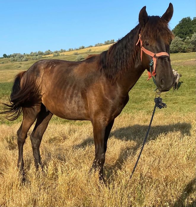 Cal ( manzoc) de vanzare