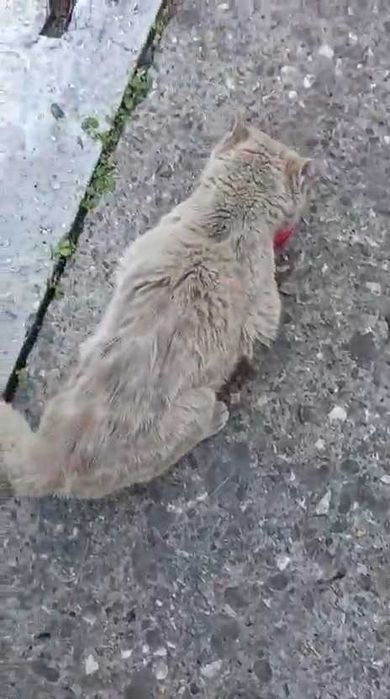 Коту очень нужен дом!
