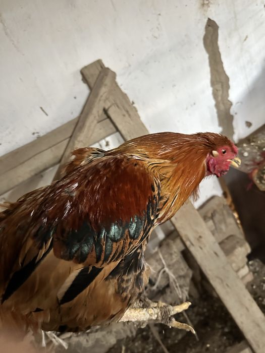 Қораздар сатылады