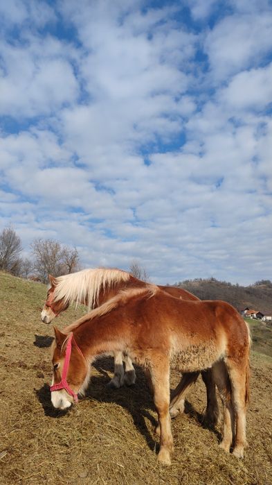 Vând mânz armăsar
