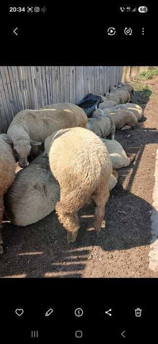De vanzare oi tinere merinos