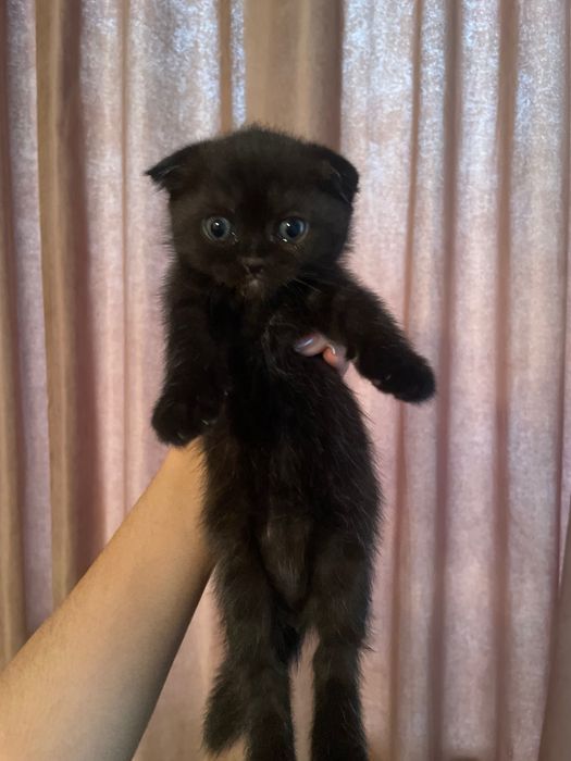 Продам вислоухих котят