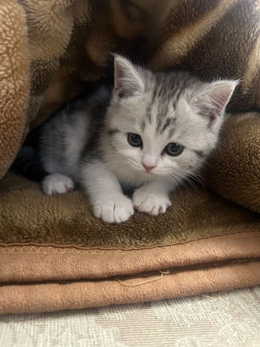 Котенки милашки:)СРОЧНО ПРОДАЮ!