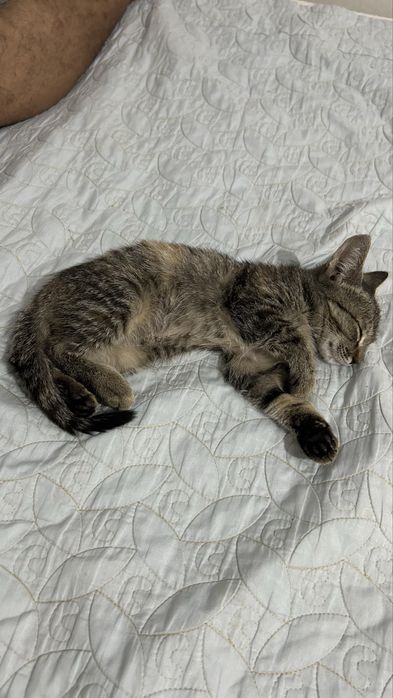 Котенок мальчик приучен к лотку
