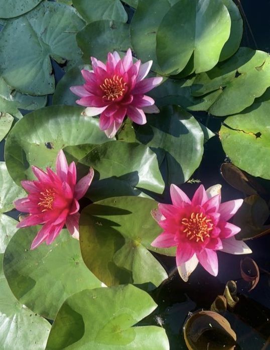 Продам водянные лилии