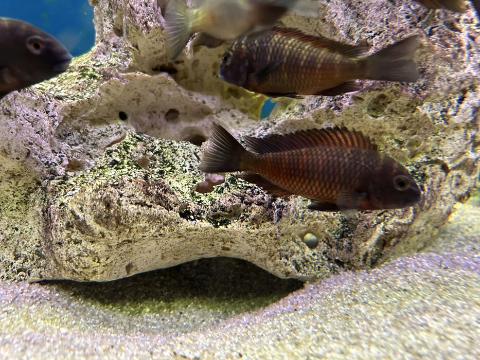 Vând Ciclide africane tropheus sp. Red Kalambwe