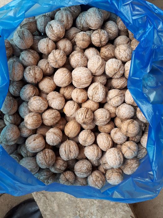 Продам грецкие орехи