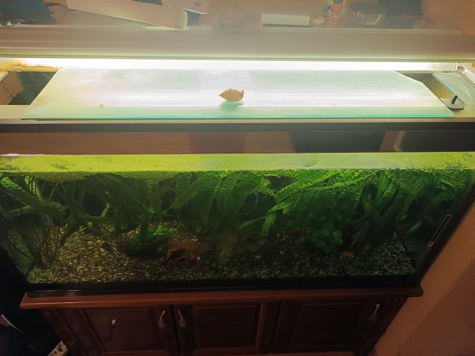 Аквариум с шкаф, и оборудване /лампа, канистър, нагревател/ /