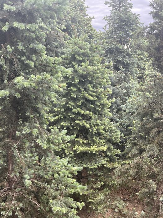 Ель голубая Archa yel goluboy 4+ metr