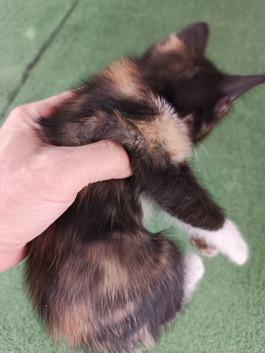 Отдам котят в хорошие руки