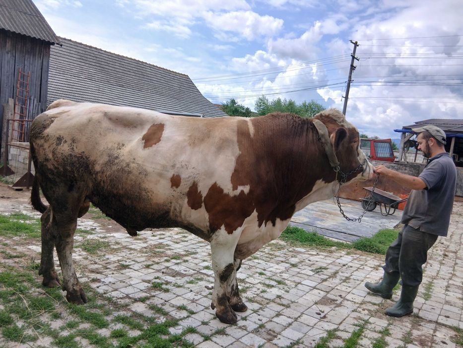 Taur pentru montă