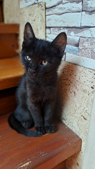 Котенок Шоколадка, кошка