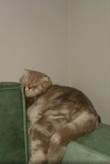 Продам кошку скоттиш-фолд