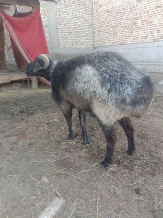 Кучкор сотилади соглом