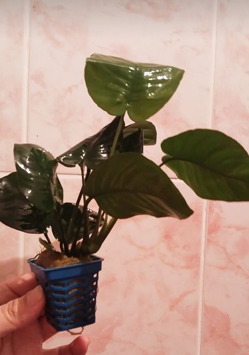 Анубиасы шикарные кустики