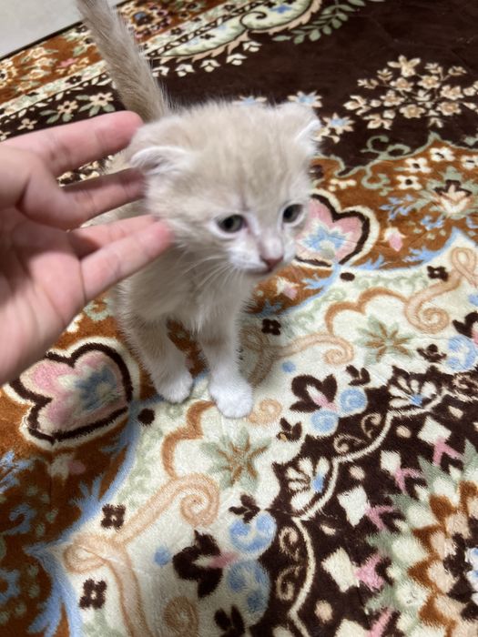 Shinshilla skotish fold