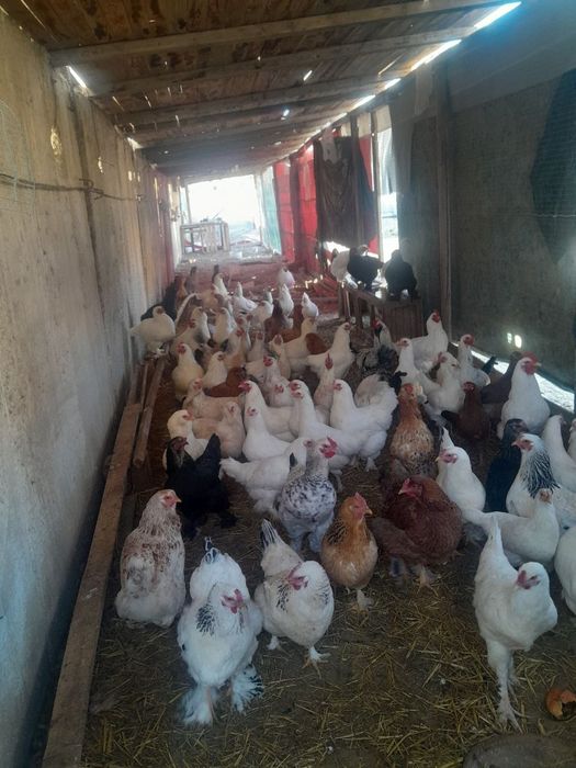 50 сотихлик база СОТИЛАДИ