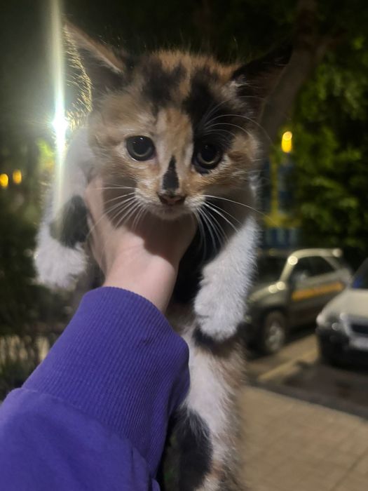 Котята бесплатно