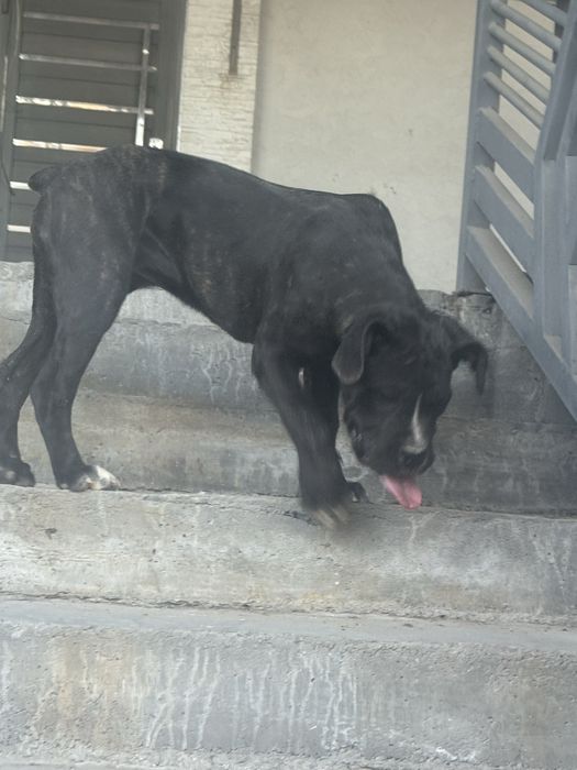 Срочно продаются Кане корсо