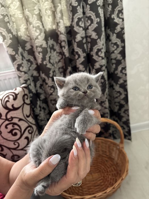 Британские котята