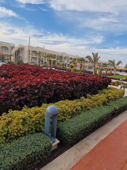 Озеленение ель сосна