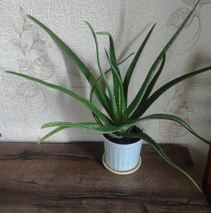 Продам комнатные цветы.