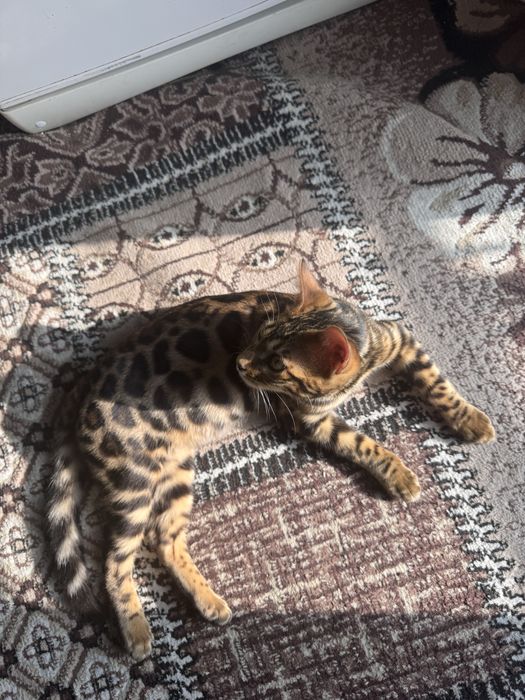 Бенгальский котенок 4 месяца