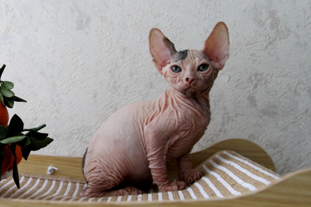 Сфинксы. Котята.