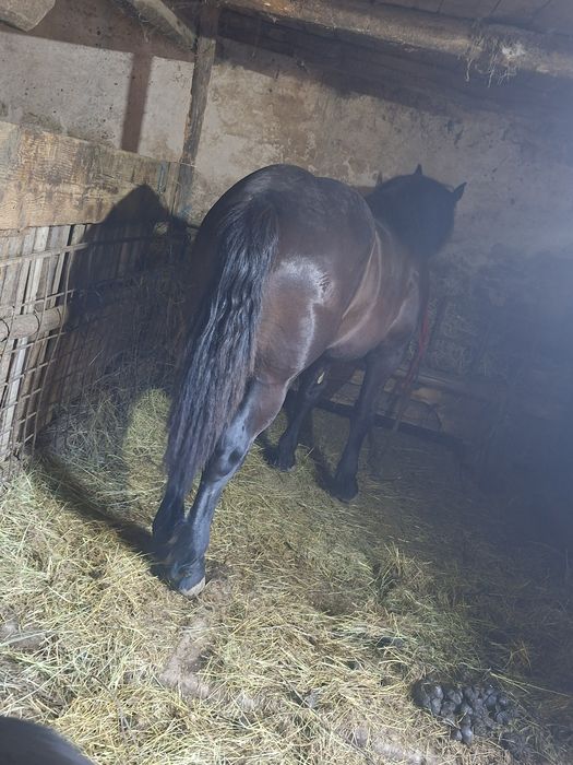 Manz de 1 an din tata Percheron