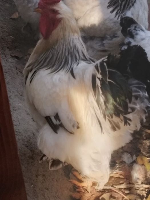 Vând cocos  de brahma