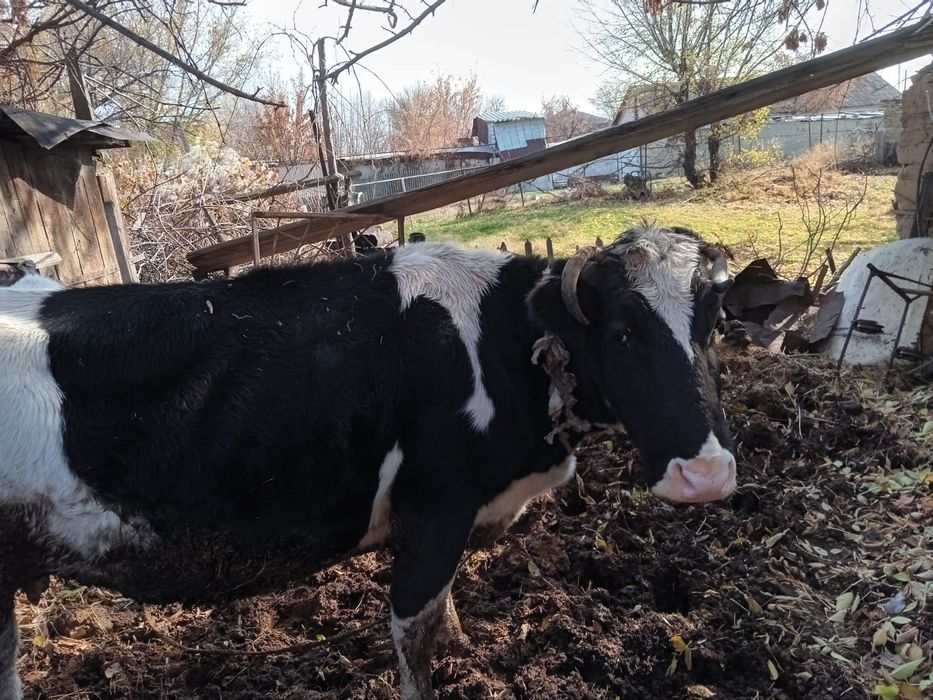 Коровы и быки,ухоженные