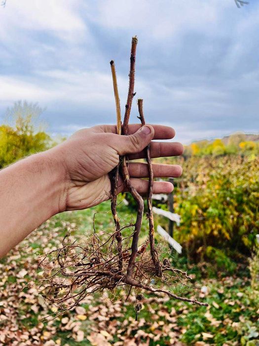 НЕВЕРОЯТЕН СВЕЖ РАЗСАД Ягоди и Малини от Произведител