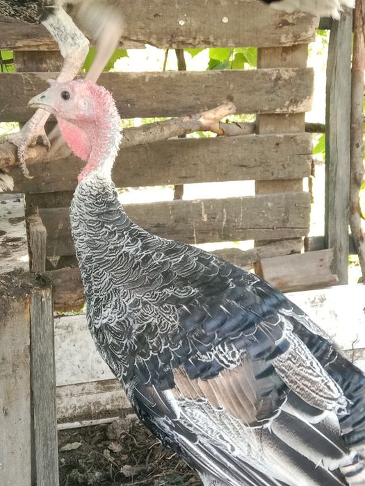 Продам домашних индюков.