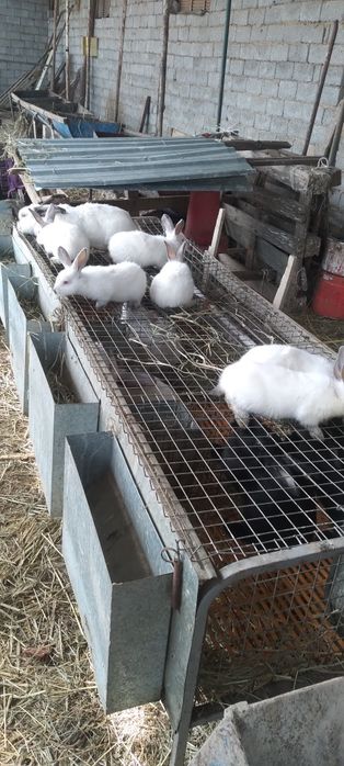 Toza yevro kalif quyonla 700.000 min kelishamiz