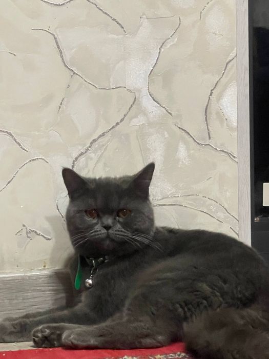 Britan Shorthair sotiladi arzonga