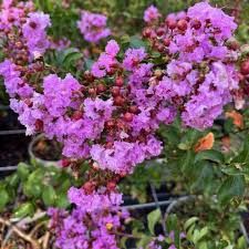 Liliac Indian (Flori Mov )