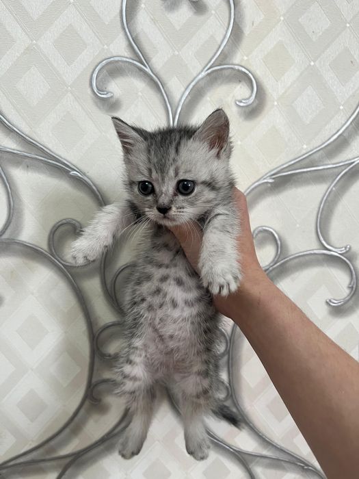 Котенке мысыктар