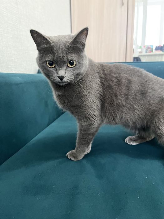 Отдам британку в хорошие руки