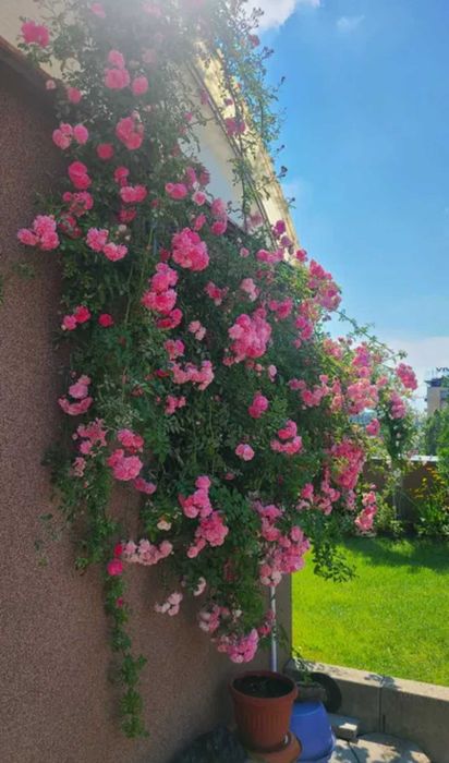 Японска катерлива роза, хортензия, хибискус студоустойчиви