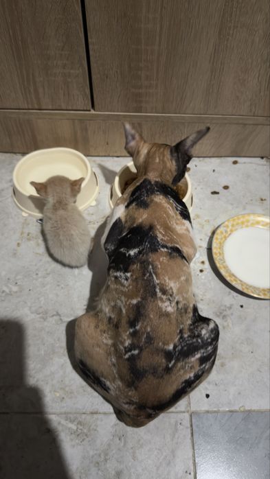 Котята канадского сфинкса