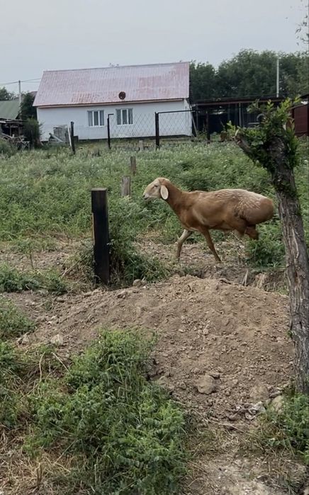 Қошқар қой сатылады